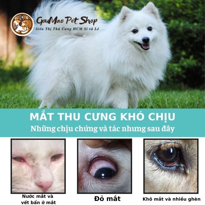 Yegbong - Nhỏ giảm tuyết lệ cho chó, giảm chảy nước mắt cho chó - Goumao pet.