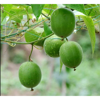 Hạt giống cây la hán quả - sthgt