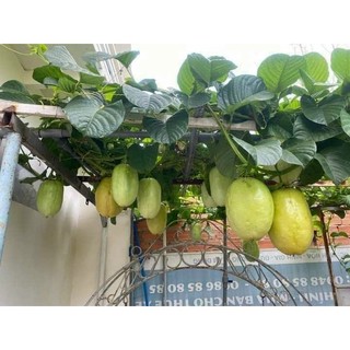 Chậu cây giống dưa tây