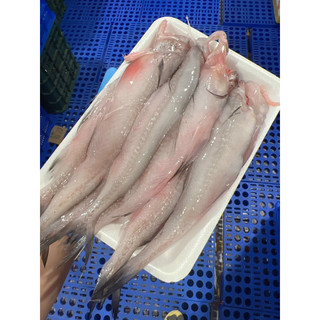 Cá khoai tươi- khay 500gr