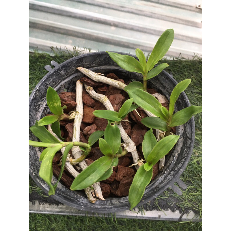 Lan phi điệp hồng k1 ki giống ươm tự nhiên chậu 5-7 ki như hình thuần chậu