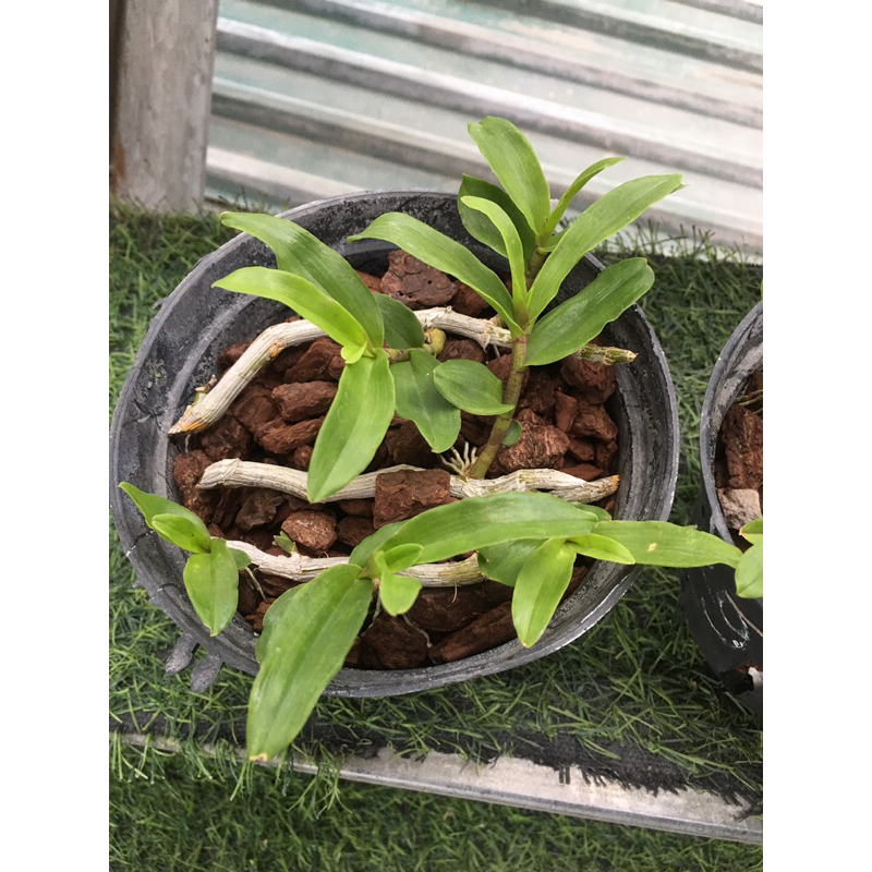 Lan phi điệp hồng k1 ki giống ươm tự nhiên chậu 5-7 ki như hình thuần chậu