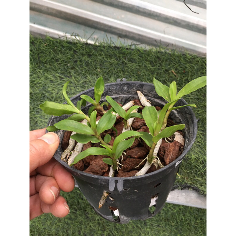 Lan phi điệp hồng k1 ki giống ươm tự nhiên chậu 5-7 ki như hình thuần chậu