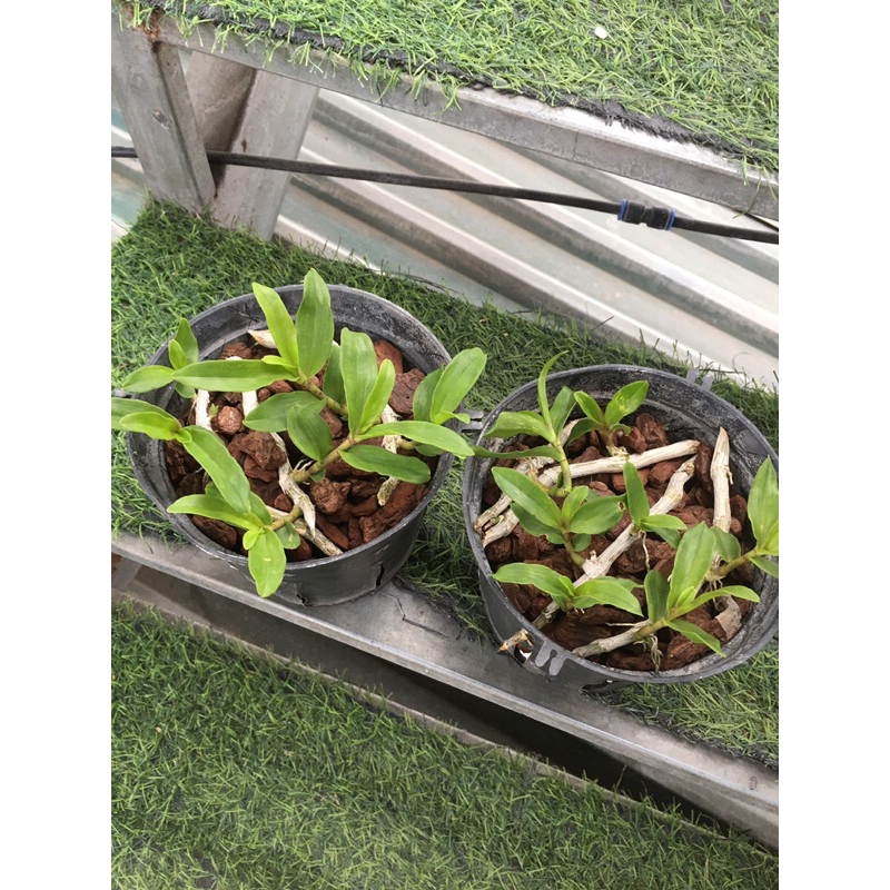 Lan phi điệp hồng k1 ki giống ươm tự nhiên chậu 5-7 ki như hình thuần chậu