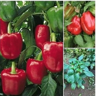Cây Ớt Chuông Đỏ_Ớt ngọt đang hoa/quả