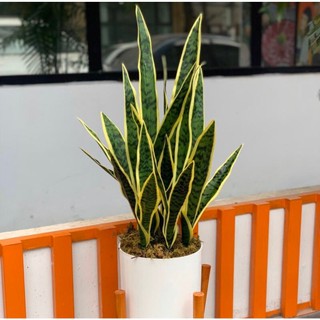 Cây giả, cây lưỡi hổ cao su trang trí decor nhà cửa