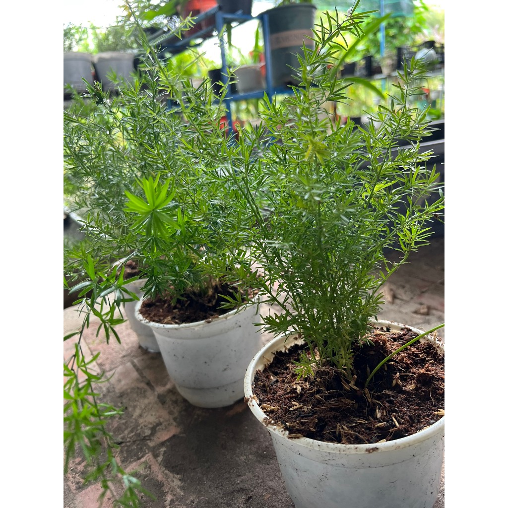 Cây Thiên Môn Đông  xanh tốt - hoa trắng nhí dễ thương -  Dễ trồng