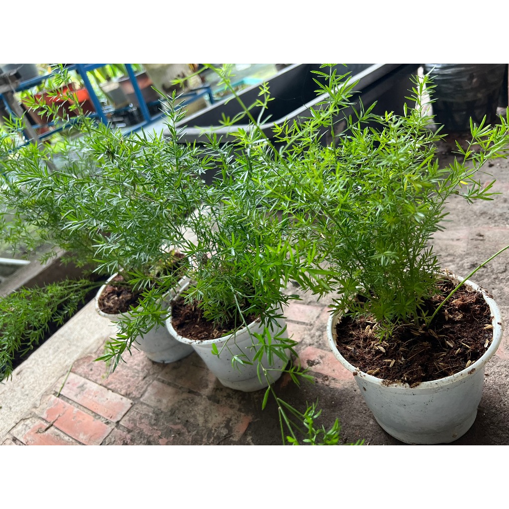 Cây Thiên Môn Đông  xanh tốt - hoa trắng nhí dễ thương -  Dễ trồng