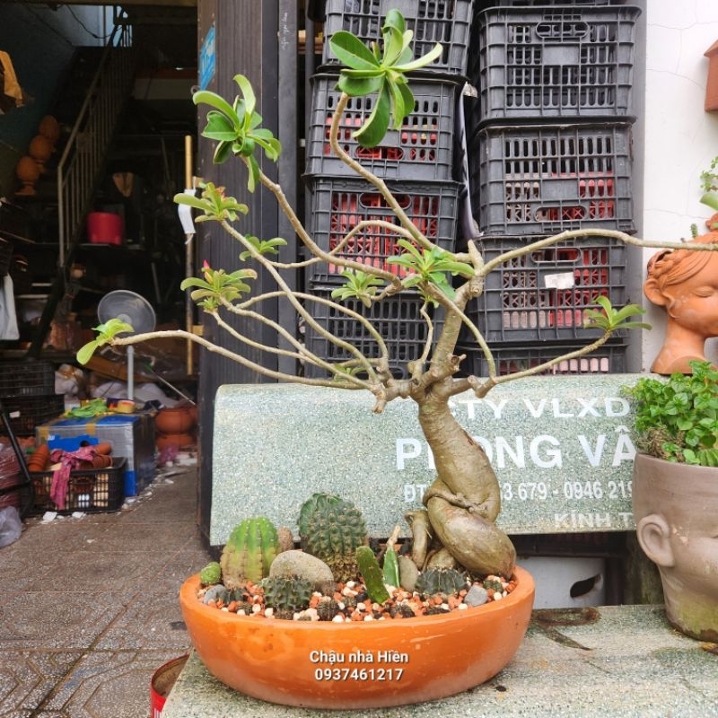 Chậu đất nung - chậu oval D40 x R32 x C8.5cm