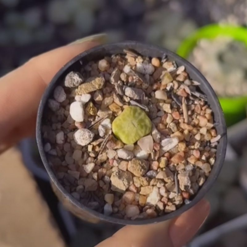 Sen đá conophytum angelicae cono vuông siêu xinh