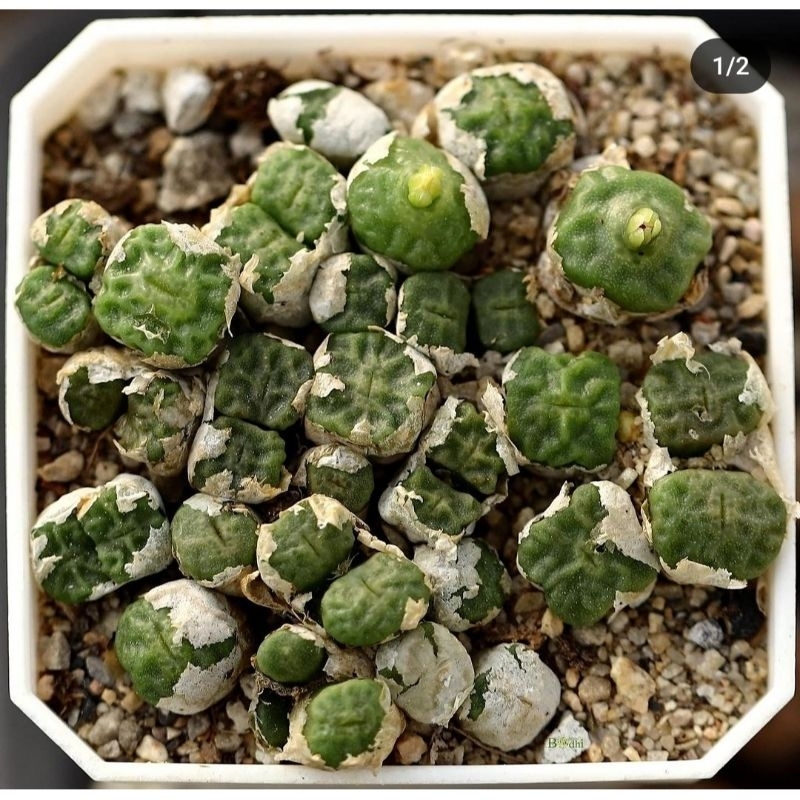 Sen đá conophytum angelicae cono vuông siêu xinh