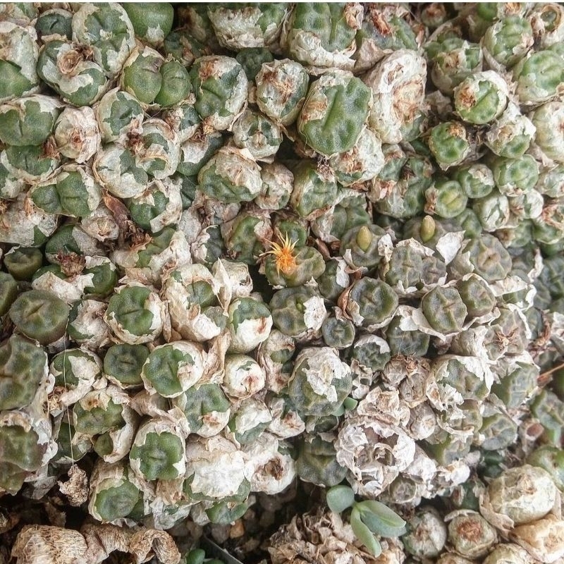 Sen đá conophytum angelicae cono vuông siêu xinh