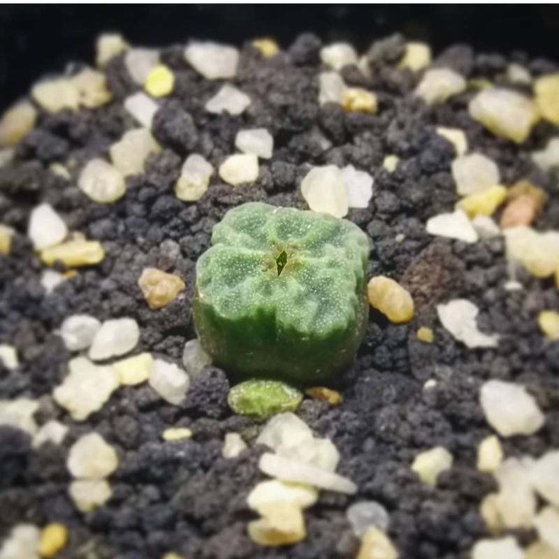 Sen đá conophytum angelicae cono vuông siêu xinh