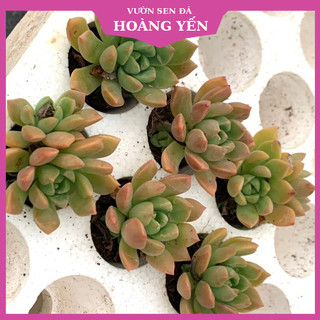 Sen đá Mặt trời size vỉ