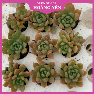 Sen đá Mặt trời size vỉ