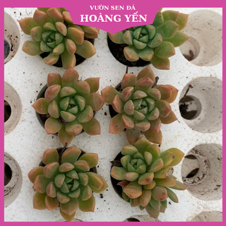 Sen đá Mặt trời size vỉ