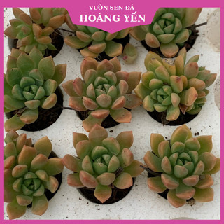 Sen đá Mặt trời size vỉ