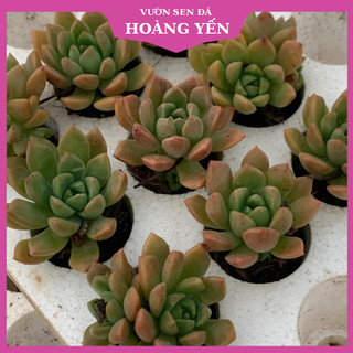 Sen đá Mặt trời size vỉ