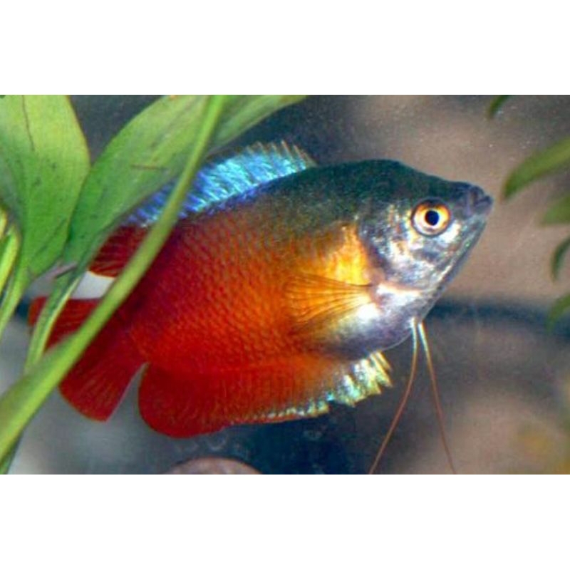 Combo 6 sặc gấm-sặc lửa thủy sinh