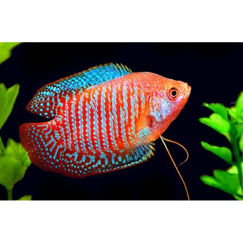 Combo 6 sặc gấm-sặc lửa thủy sinh