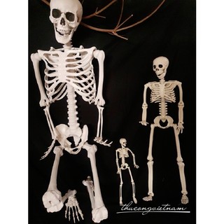 Bộ xương trang trí Halloween