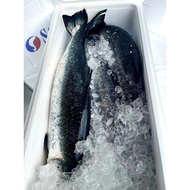 CÁ HỒI NAUY NHẬP KHẨU- CHUẨN SASHIMI, TƯƠI NGON 100%