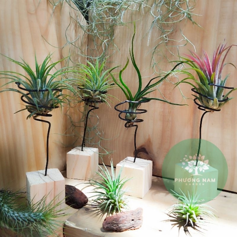 Bộ đế kèm cây kim yến -Phương Nam garden