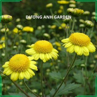 Cây hoa cúc cổ trà | Cúc tiến vua | Loại cúc làm trà thơm, ngon nhất | Bảo hành chuẩn giống cúc cổ trà