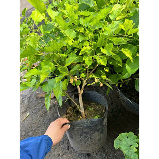 Cây Dâu Tằm gốc to khoẻ, nhiều trái