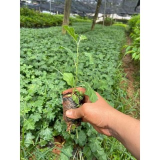 Cây giống cà gai leo