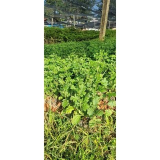 Cây giống cà gai leo