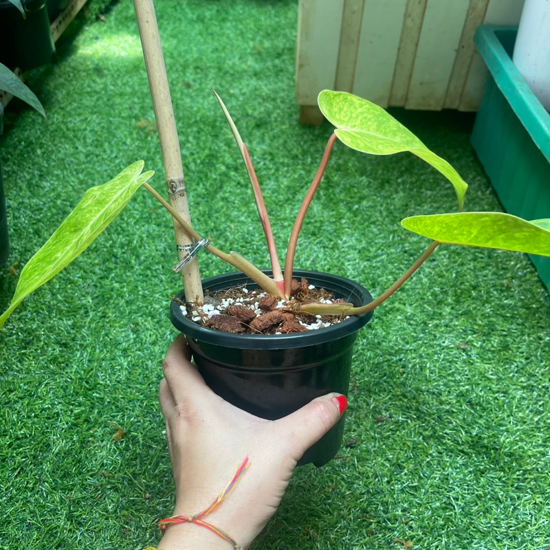 Trầu bà Painted Lady-philodendron painted lady