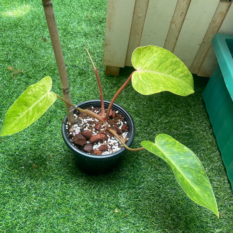 Trầu bà Painted Lady-philodendron painted lady