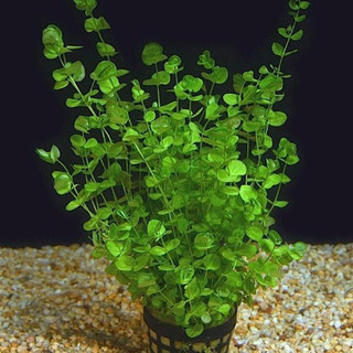 Trân châu lá tròn thủy sinh-20k/15ngọn