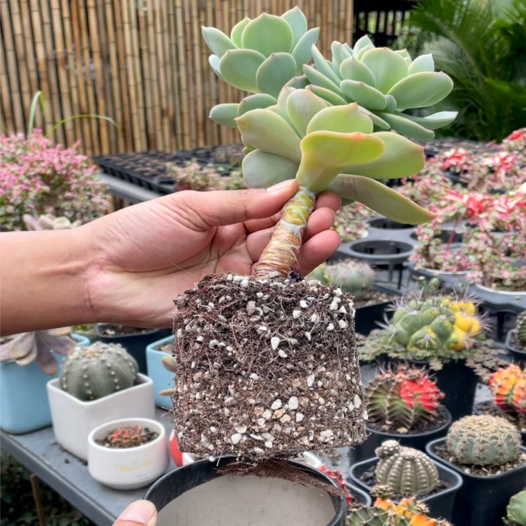 Đất trồng sen đá 85% đá - SOIL MIX  - Nguyên bao, hàng chính hãng - Phát rễ nhanh, tưới thoải mái // Bloom Garden