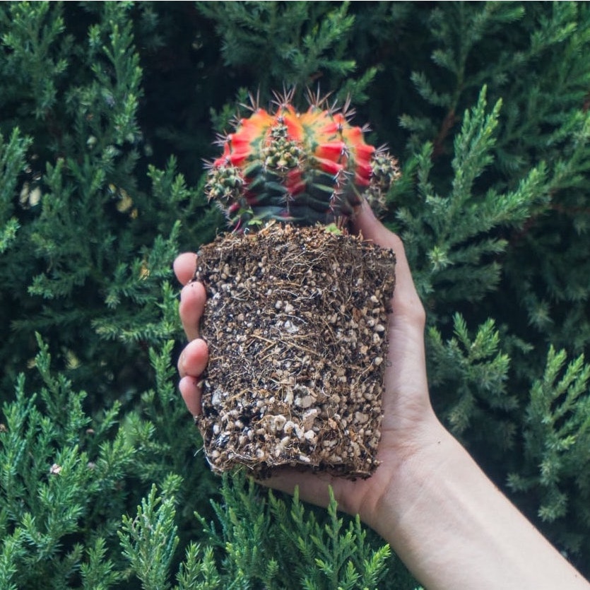 Đất trồng sen đá 85% đá - SOIL MIX  - Nguyên bao, hàng chính hãng - Phát rễ nhanh, tưới thoải mái // Bloom Garden