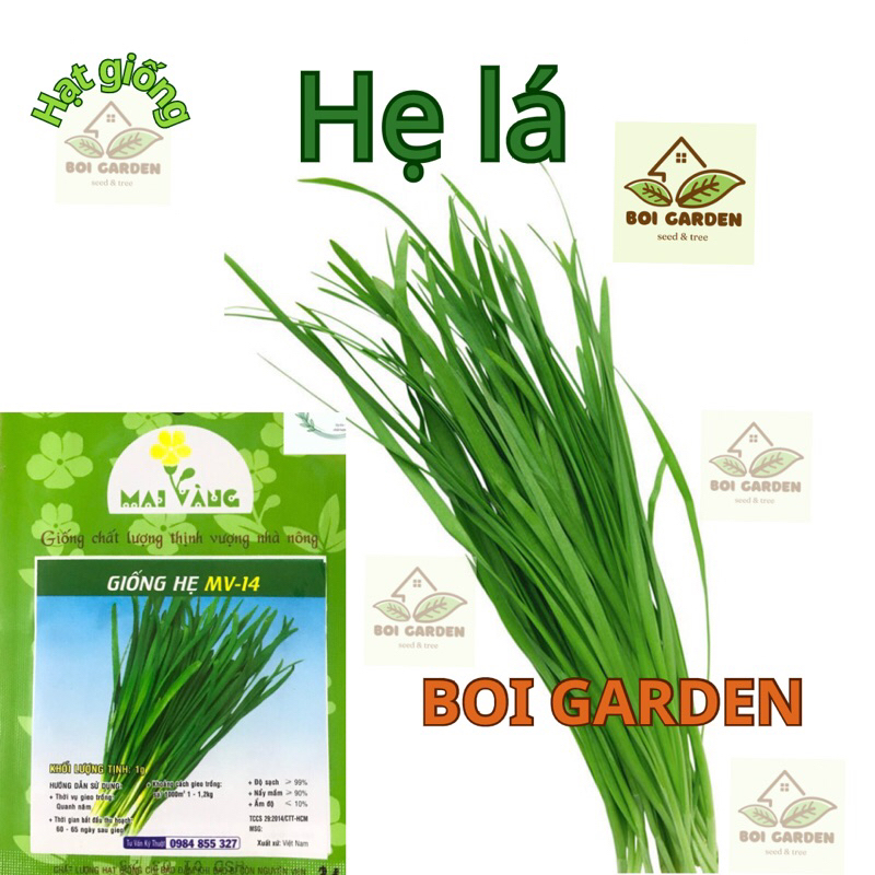 Hạt giống HẸ LÁ (24)