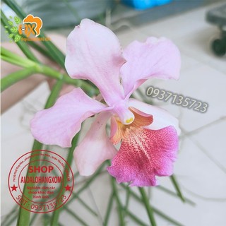 cây lan vanda lá kim -cây giống -combo3 cây