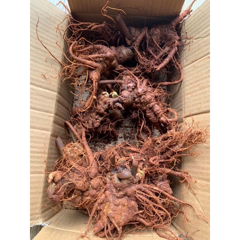 Tam Thất Bắc Tươi size 10 củ 1 kg