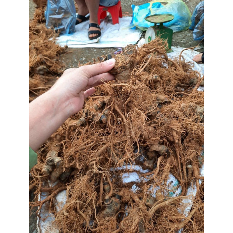 Tam Thất Bắc Tươi size 10 củ 1 kg