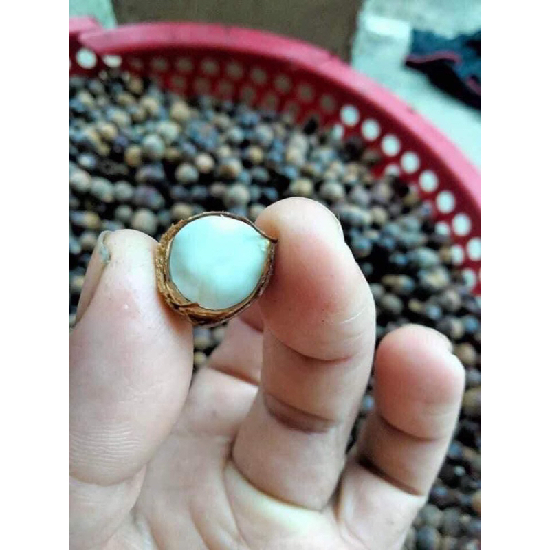 Hạt dẻ thóc rừng nếp 1kg