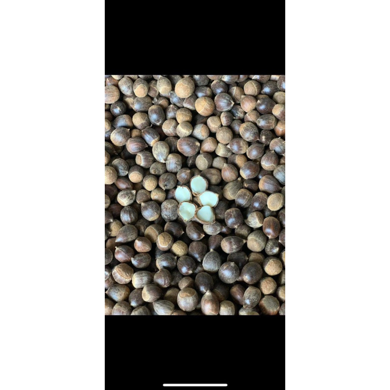 Hạt dẻ thóc rừng nếp 1kg