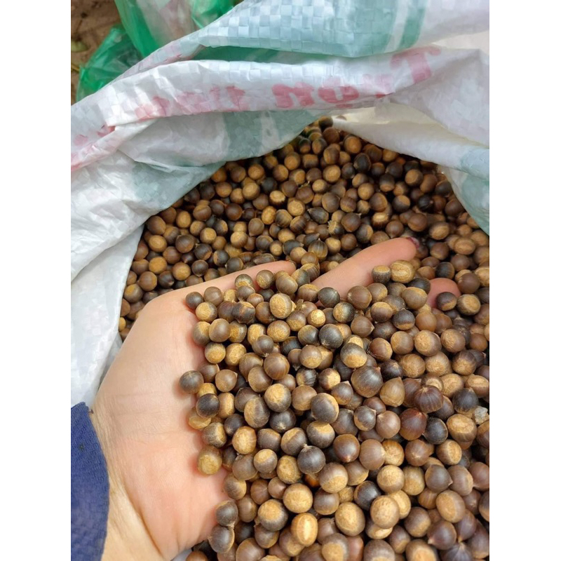 Hạt dẻ thóc rừng nếp 1kg