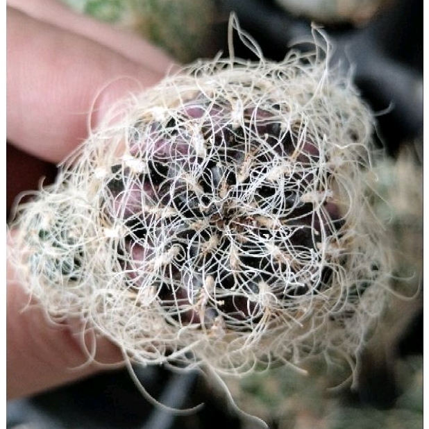 Xương rồng rebutia hoa tím size 2.5-4cm