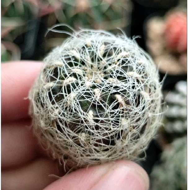 Xương rồng rebutia hoa tím size 2.5-4cm