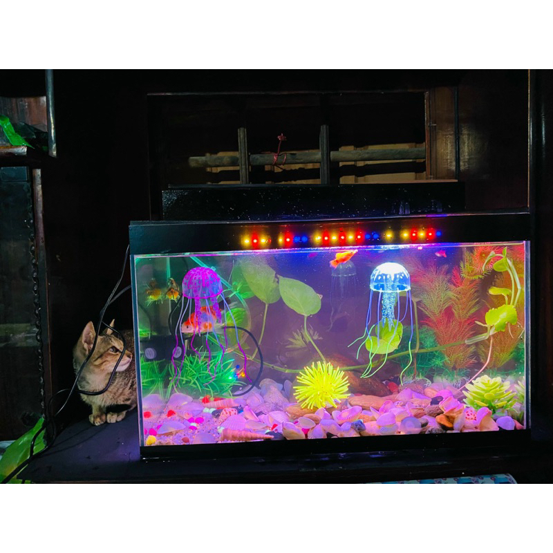 Bộ bể cá 50cm FULL OPTION