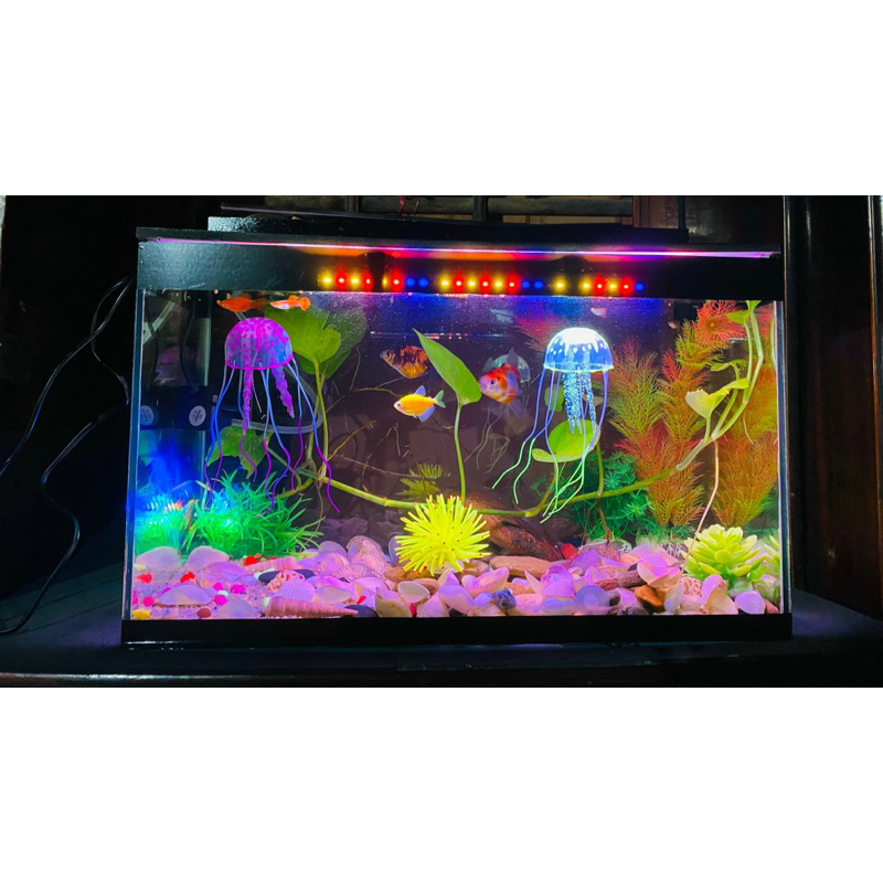 Bộ bể cá 50cm FULL OPTION