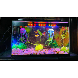 Bộ bể cá 50cm FULL OPTION