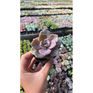 Sen đá hồng hoa size bầu 5cm hư 1 đổi 1