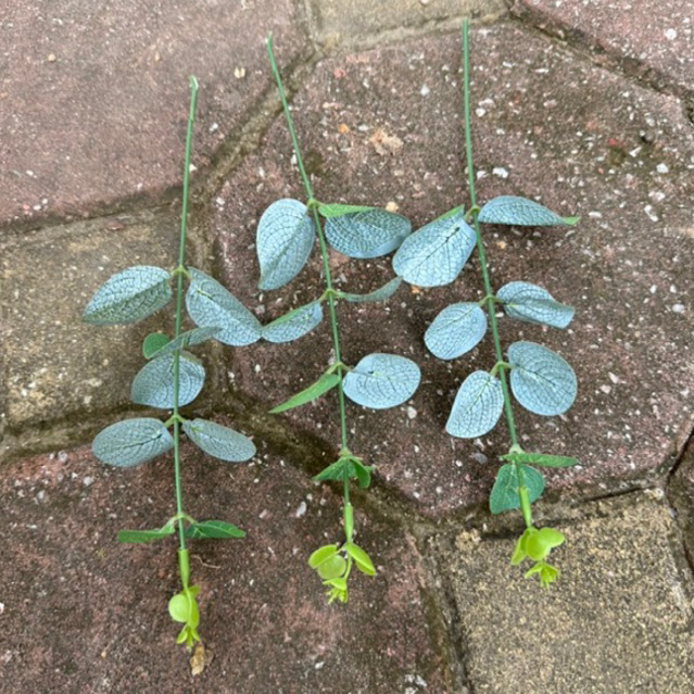 Cành lá táo rời 1 nhánh điểm bó hoa, trang trí bó hoa, cắm điểm hoa lụa, hoa handmade, trang trí phòng